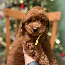 Labradoodle Puppies from California Double Doodles