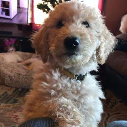 Goldendoodle Puppies from High Desert Goldendoodles