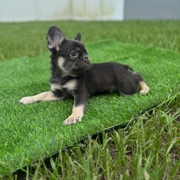 Kimbo - Black and tan male French Bulldog puppy in Port St. Lucie, Florida from TheBullzFoundation