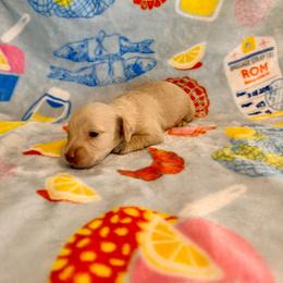 April - Cream female Dachshund puppy in Nampa, Idaho from 208 Wiener Wiggle Butts LLC