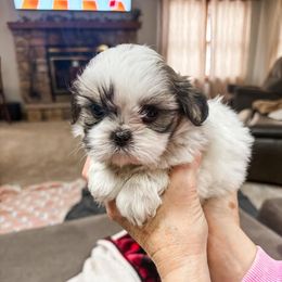 German Shepherd and Shih Tzu Puppies from Carlson Hill Farm