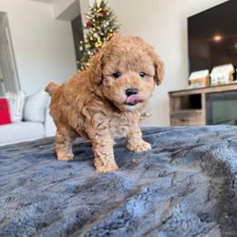 Max - Apricot male Poodle puppy in Queen Creek, Arizona from Prestigious Toy Poodles