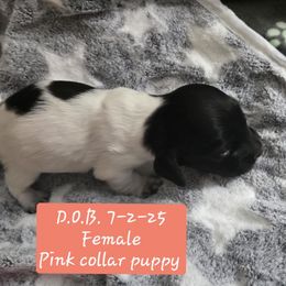 Light pink collar female - Piebald female Dachshund puppy in North Carolina from Hilltop Aussies & dachshunds