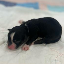 Black tri female - Black tri-color female Australian Shepherd puppy in Waxahachie, Texas from Volks Aussies