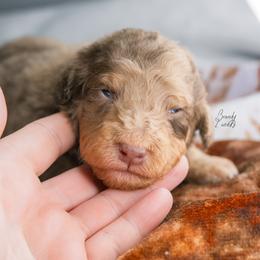 Brandy - Chocolate merle female Bernedoodle puppy in Youngstown, Florida from Wonderland’s Boujie Kennels