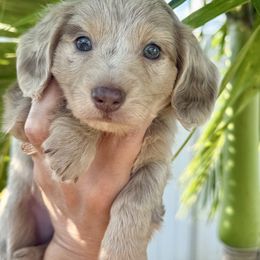 Ash 4300 - Fawn (isabella) and cream male Dachshund puppy in Winter Haven, Florida from Dreamwork Dachshunds