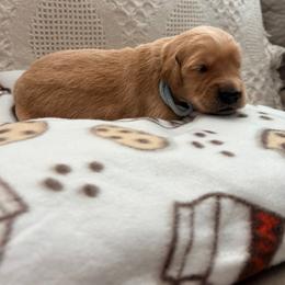 Girl 2 - Golden female Golden Retriever puppy in Great Falls, Montana from VS Golden Fields