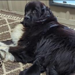 Male 3 - Black male Newfoundland puppy in Burfordville, Missouri from Umfleet Farms