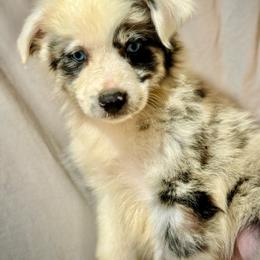 Blue female 1 - Blue merle female Miniature Australian Shepherd puppy in Lemon Cove, California from Magic Ranch Mini Aussies