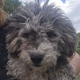 Bentley - Merle male Maltipoo puppy in Lebanon, Kentucky from Mosaic Merle Doodles