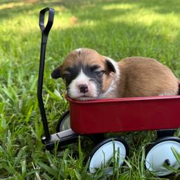 Full fluff - Red female Pembroke Welsh Corgi puppy in Nashville, Arkansas from Whisenhunt Farms