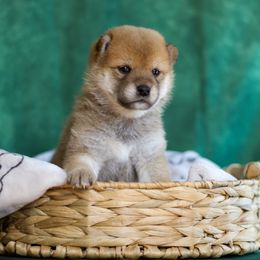 Shiba Inu Puppies from Shinin Shibas