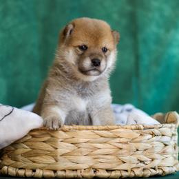 Shiba Inu Puppies from Shinin Shibas