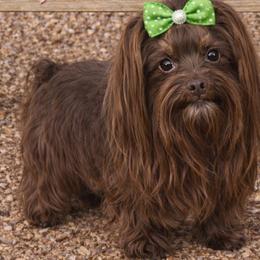 Parris - Yorkshire Terrier