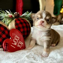 Chihuahua Puppies from Sunset Eves Chihuahuas
