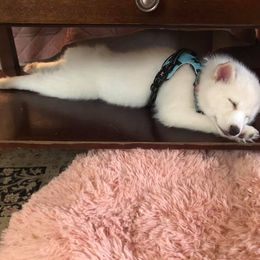 French Bulldog and Pomsky Puppies from Ba's Designer Puppies