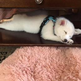 French Bulldog and Pomsky Puppies from Ba's Designer Puppies