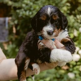 Smartie - Tri-color female Bernedoodle puppy in Denver, Pennsylvania from Greenview Puppies