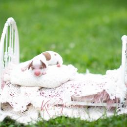 Teddy - Piebald male Dachshund puppy in Knox City, Missouri from Brittney's Dachshunds