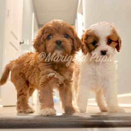 Cavapoo Puppies from Marigold Pups