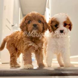 Cavapoo Puppies from Marigold Pups