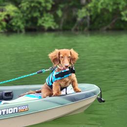 Honey - Dachshund