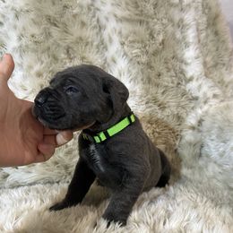 Green collar - Gray male Cane Corso puppy in Fairfield, California from Royal Class Kennels
