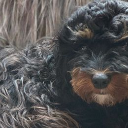 Cavapoos from Susan Worrell