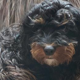 Cavapoos from Susan Worrell