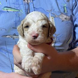 Red collar - Frodo - Cream male Goldendoodle puppy in Mc Cook, Nebraska from Powers Doodles