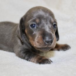 Bella - Blue and tan female Dachshund puppy in Fairfax, Iowa from Grayson’s Lovable Dachshunds