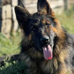 Brynn - German Shepherd
