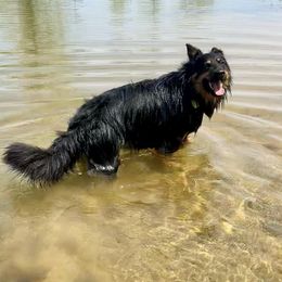 Bohemian Shepherd All Grown Up from Bohemia Schubertus