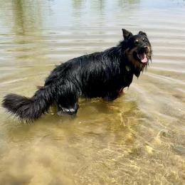 Bohemian Shepherd All Grown Up from Bohemia Schubertus