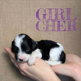 Cher - Black and white female Bernedoodle puppy in Cambridge, Minnesota from Country Meadow Doodles