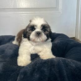 Max - Tricolor male Shih Tzu puppy in California from Fairy Tails Shih Tzus CA