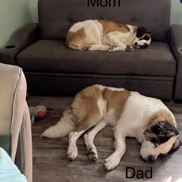 Saint Bernard Puppies from BnC Breeders