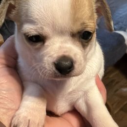 Cici - Sable spotted white female Chihuahua puppy in Madison, Virginia from KimberGlen Chihuahuas