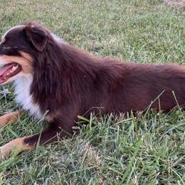 Miniature Australian Shepherds from Horsecreek Kennels