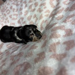 Nia - Dapple female Dachshund puppy in Lake City, Florida from My Ditzy Doxies of Florida