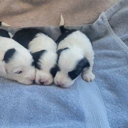 Paige - Tibetan Terrier puppy from Dzine Tibetan Terriers