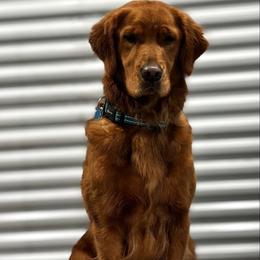 Summer - Golden Retriever