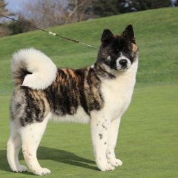 Bengal - Akita