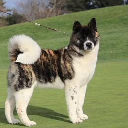 Bengal - Akita