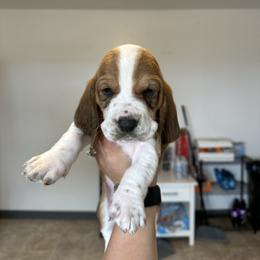 Boy 3 - Brown black and white male Basset Hound puppy in Las Animas, Colorado from J&D Dachsies