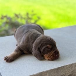 Clyde  1750 akc pet home nonbreeding - Liver and tan male Bloodhound puppy in Inman, Nebraska from Sandhill Hounds of Nebraska