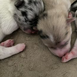 Pomsky Puppies from Pomsky‘s Palace