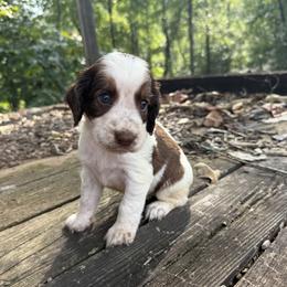 Kimber - Liver white and roan female English Springer Spaniel puppy in Comer, Georgia from Stratton Spaniels