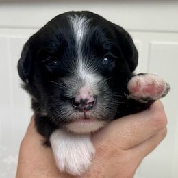 Pink - Black and white female Sheepadoodle puppy in Archer, Florida from Gainesville Sheepadoodles