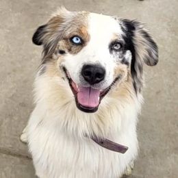 Oakley - Australian Shepherd